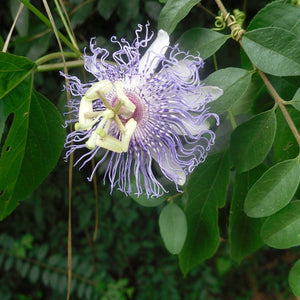 Flor de pasiflora
