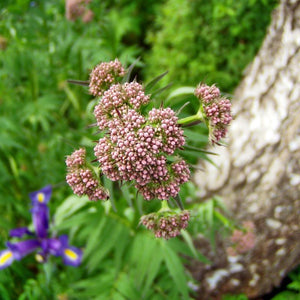 Flores de valeriana
