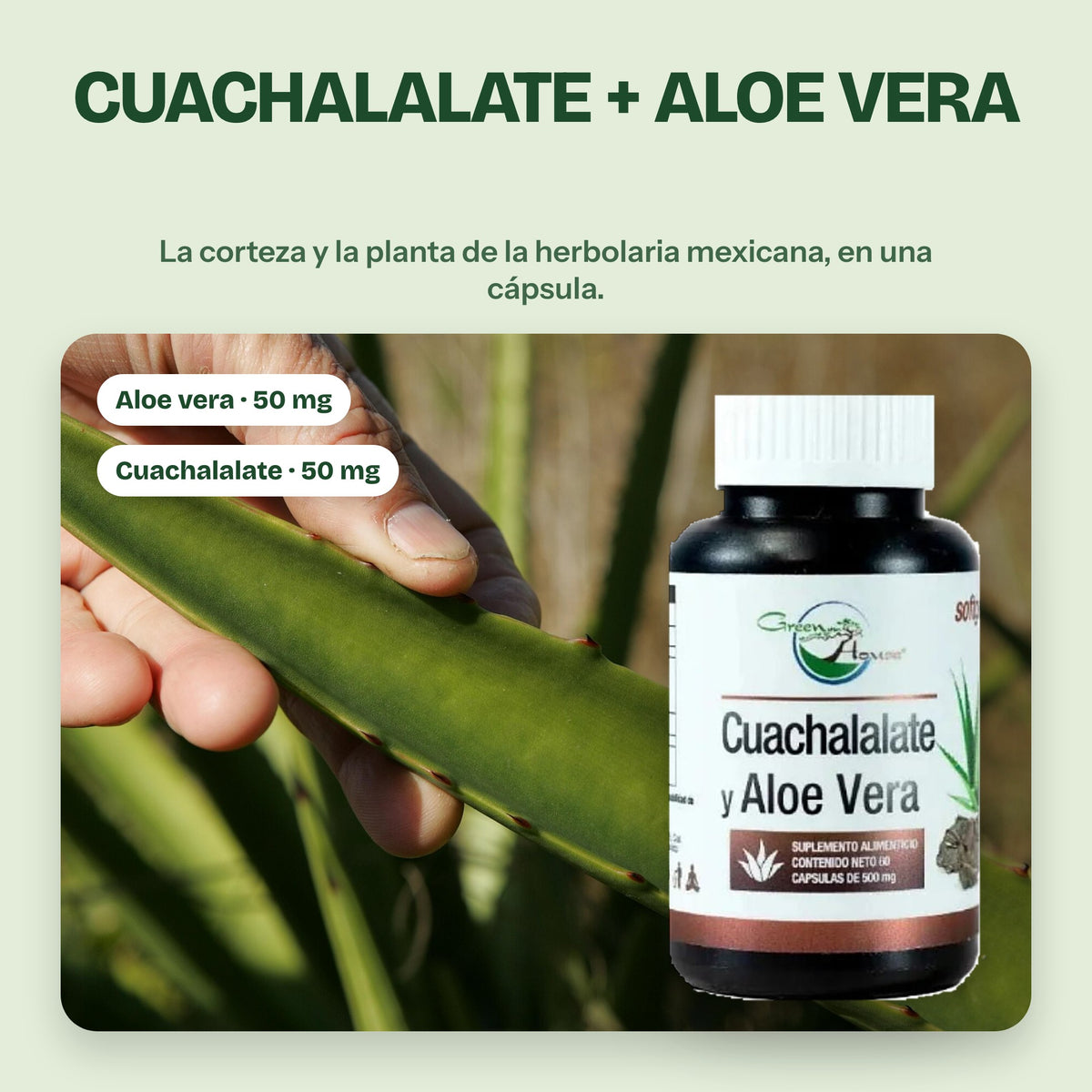 Cuachalalate + aloe vera: la corteza y la planta de la herbolaria mexicana en una cápsula