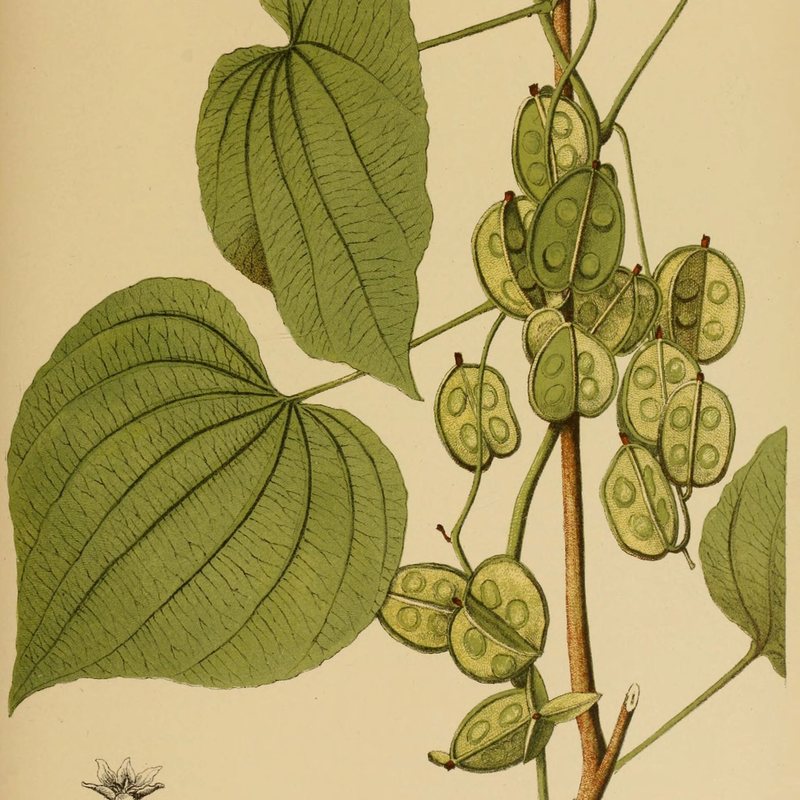 Ilustración botánica del ñame silvestre