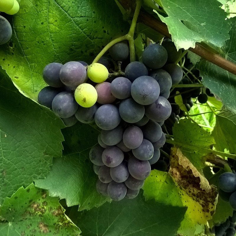 Uvas en la vid