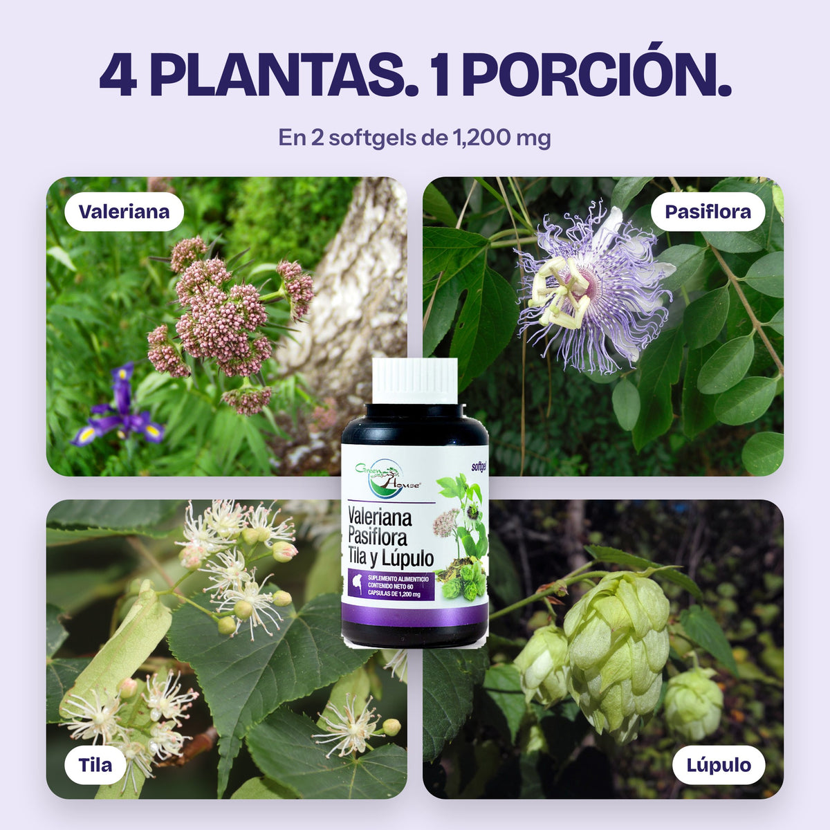 4 plantas en una porción: valeriana, pasiflora, tila y lúpulo