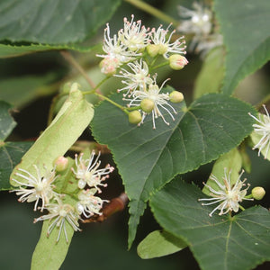 Flores de tila