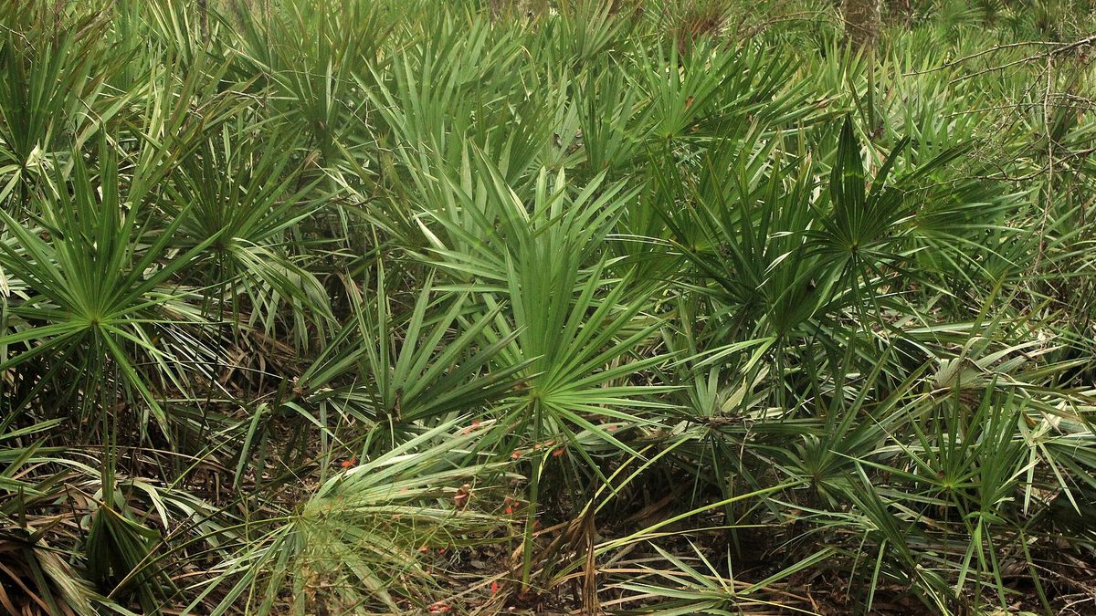 Campo de saw palmetto en Florida