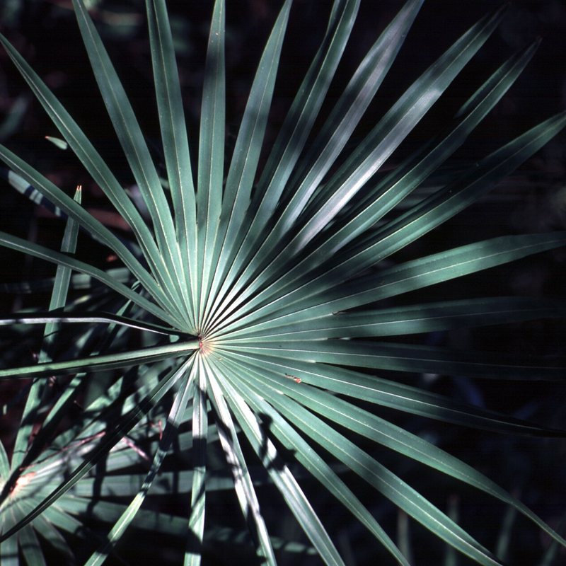Hoja de saw palmetto